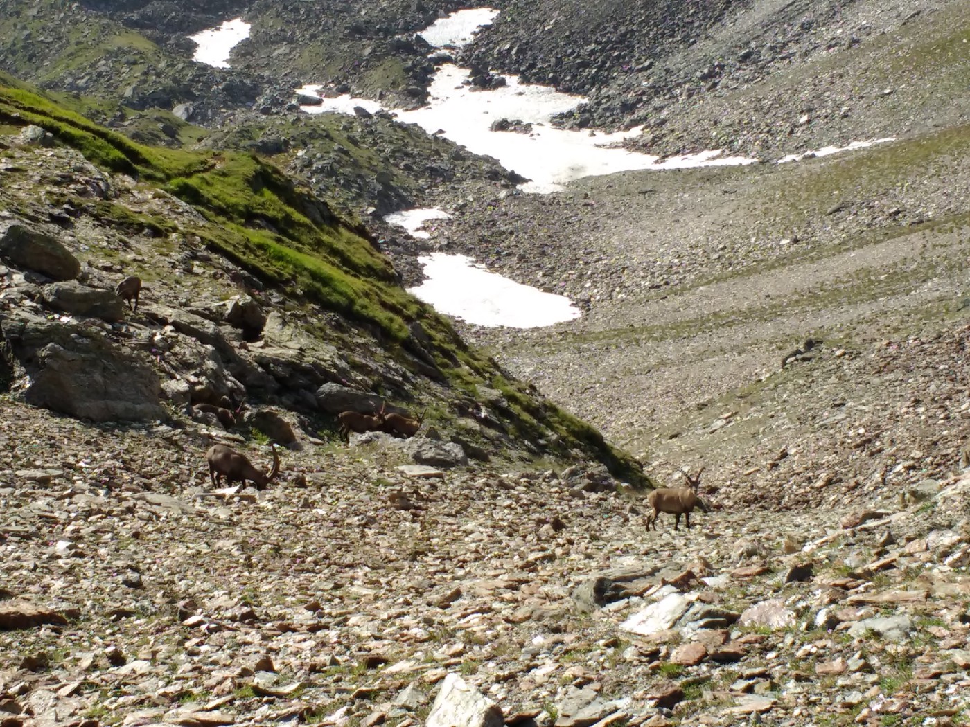 Steinböcke am Kapplerjoch
